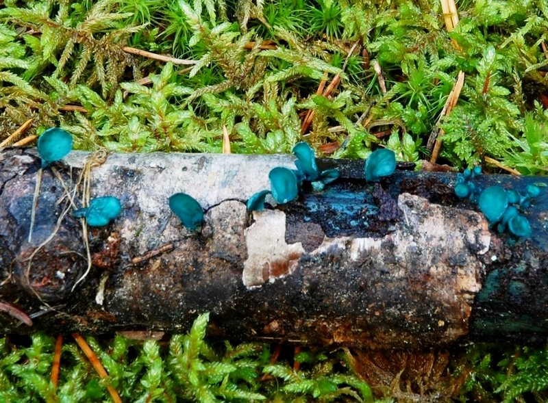 Chlorociboria (Chlorosplenium) aeruginascens